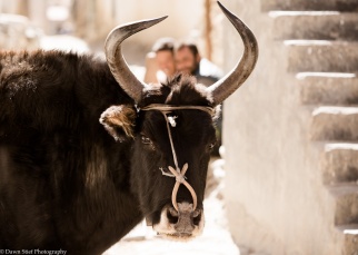 Curious bull in Thini village