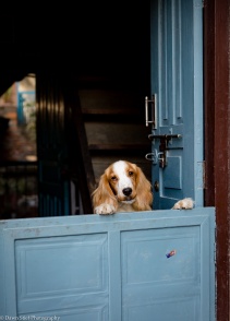 How much is that doggie in the doorway?